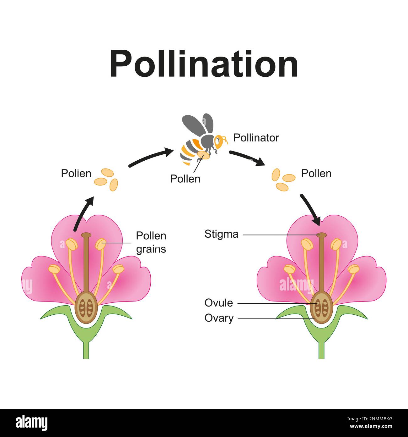 Insect pollination, illustration Stock Photo
