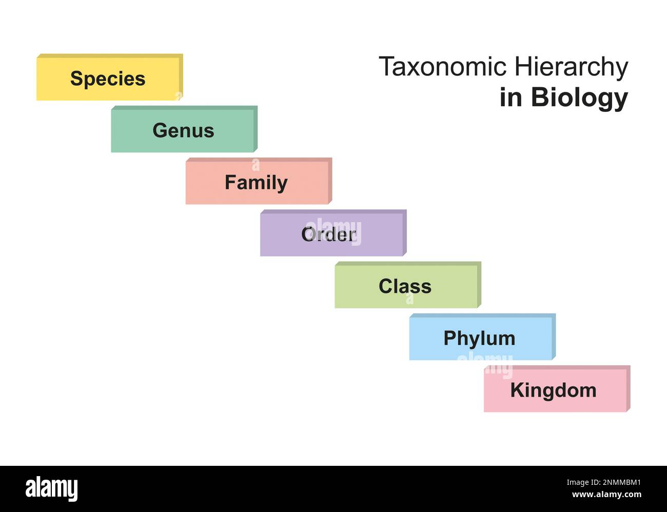 Taxonomic hierarchy in biology, illustration Stock Photo