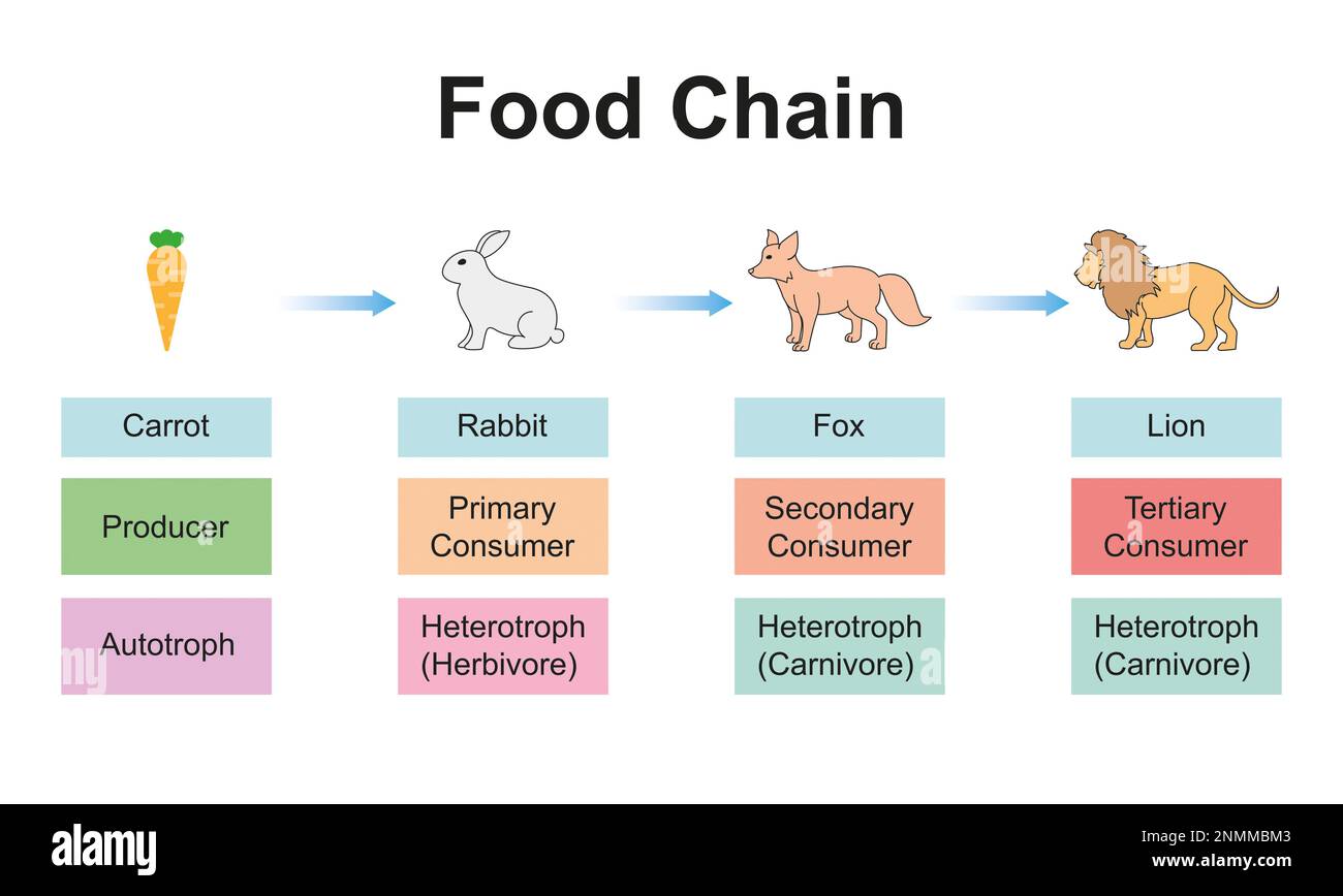 Animal food chain lion Cut Out Stock Images & Pictures - Alamy