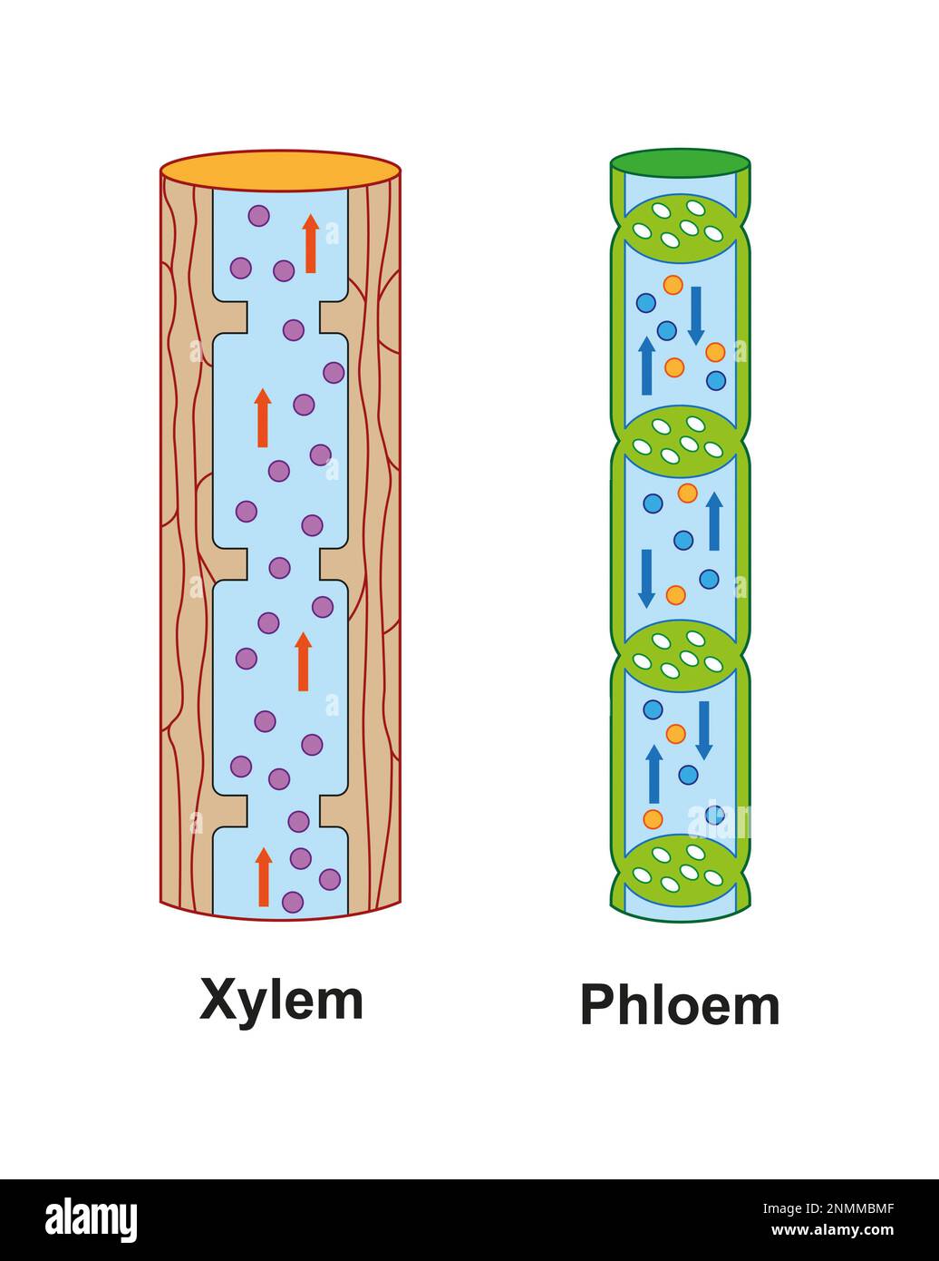 Xylem and phloem, illustration Stock Photo