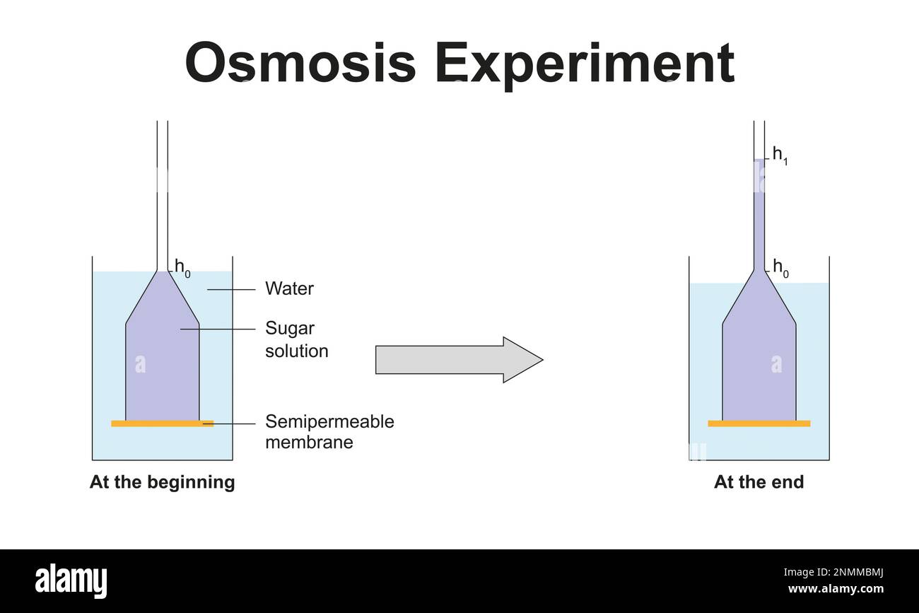 Illustration of an experiment demonstrating osmosis. Osmosis is the net