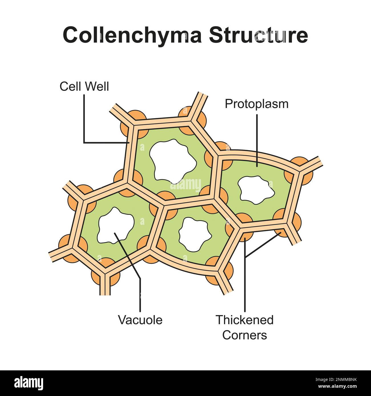 Illustration of the structure of collenchyma tissue in a plant Stock