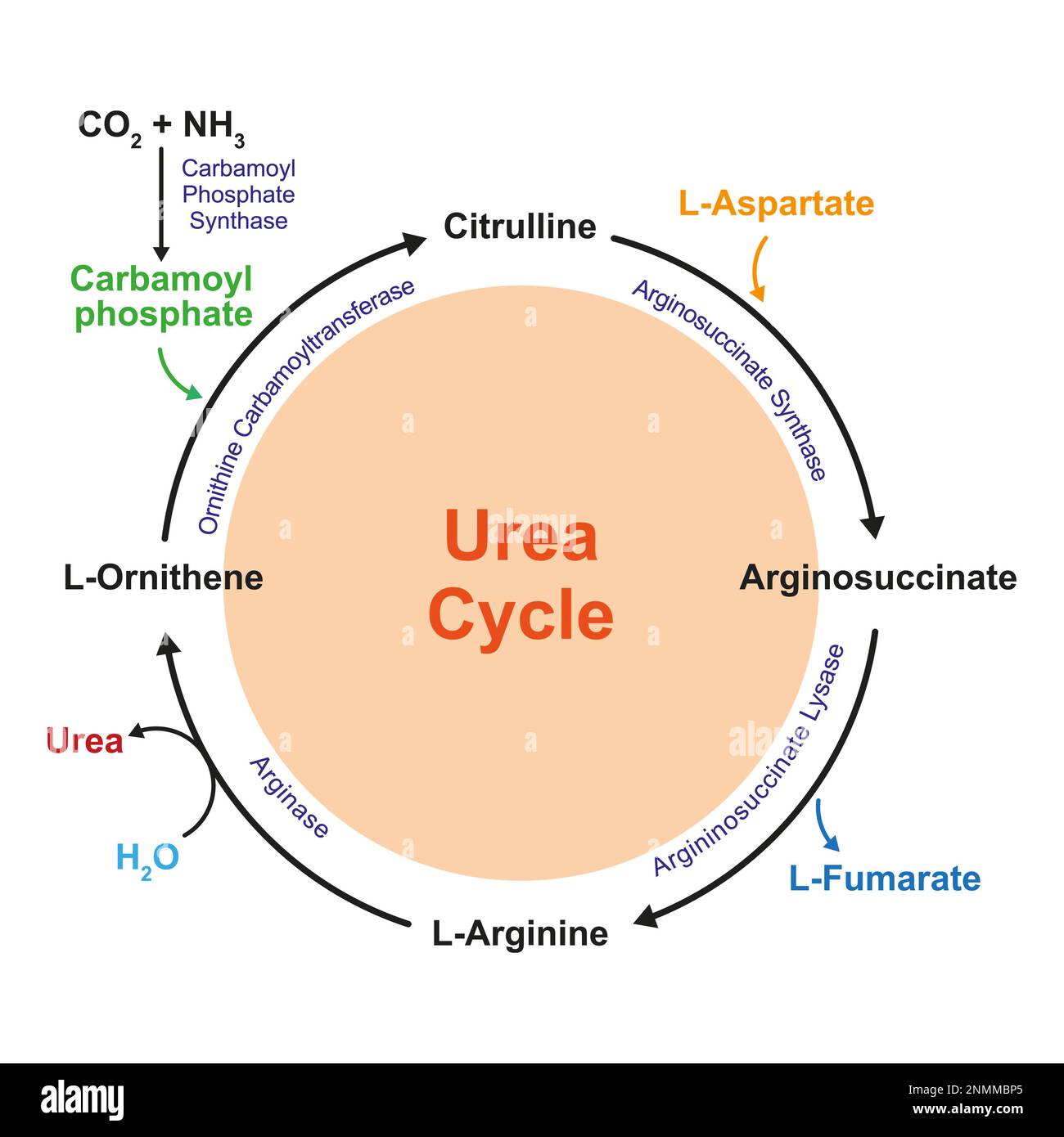 Urea cycle, illustration. The urea cycle converts ammonia (NH3) to urea for excretion from the