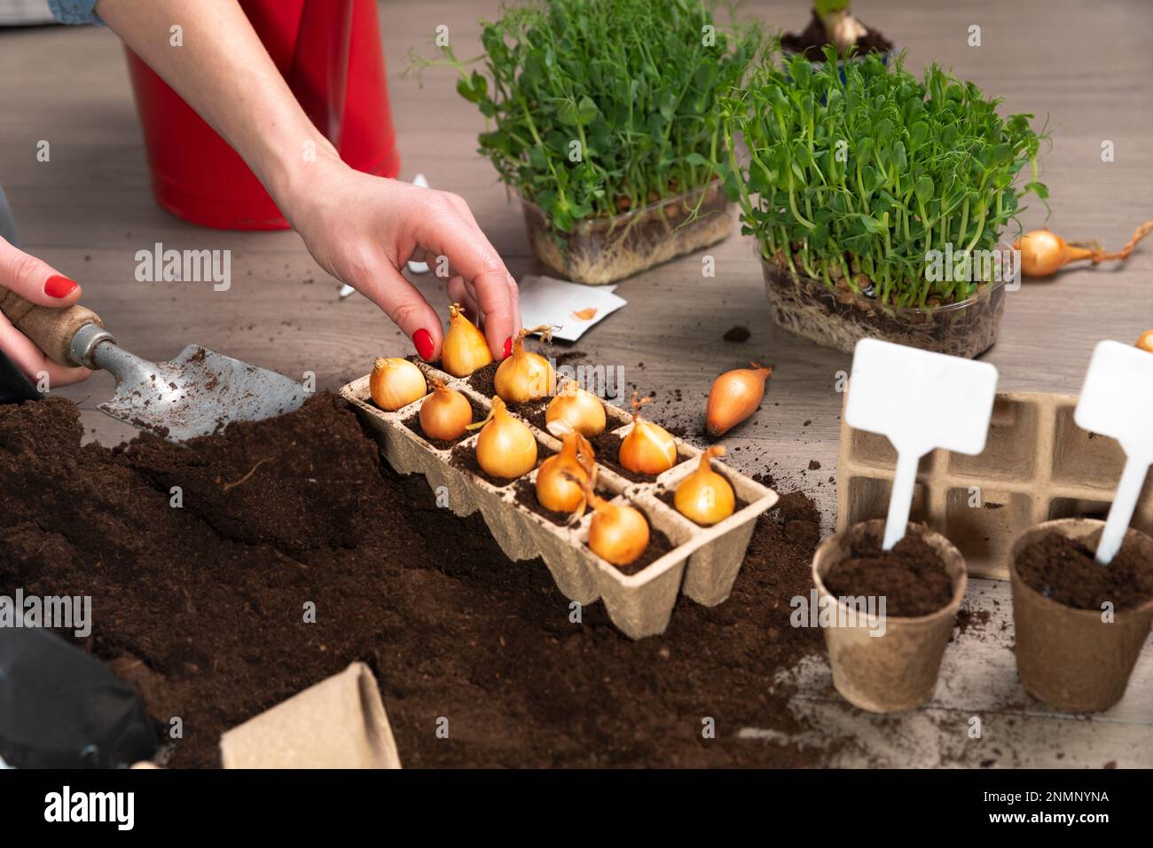 Women planting seeds at home in fertile black earth. Putting name tags for plants. In background freshly grown sprouts. Spring and gardening concept. Stock Photo