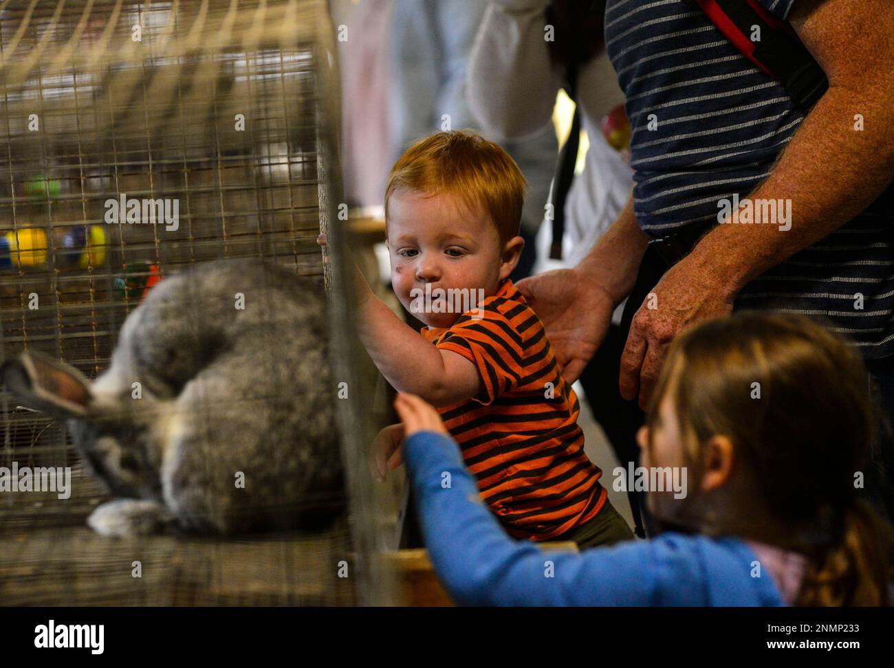 Isaac Muenkel, 1, from West Chesterfield, N.H., looks at the rabbits