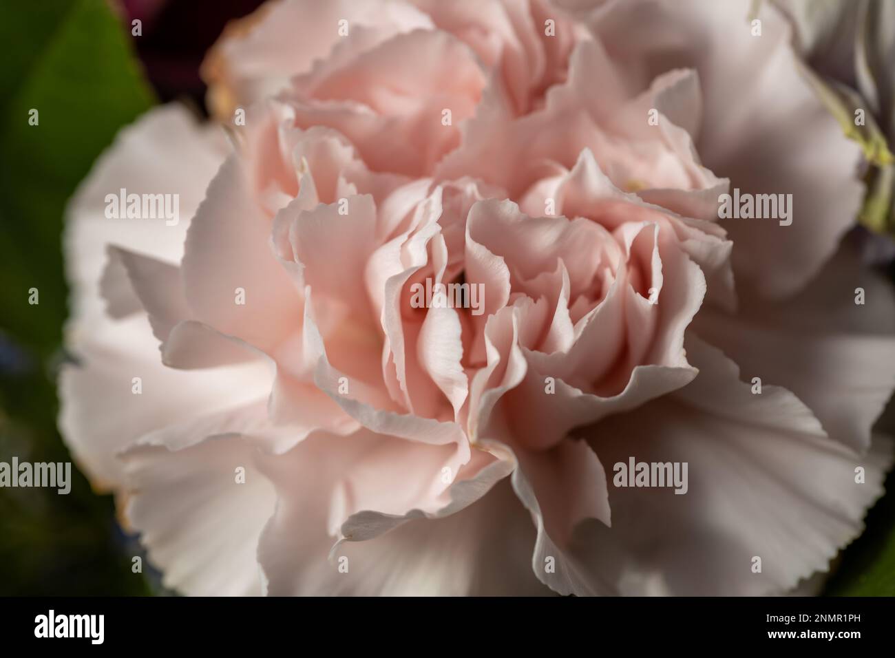 Full frame defocused macro abstract view of a pale pink carnation (dianthus caryophyllus) flower in an indoor florist bouquet Stock Photo