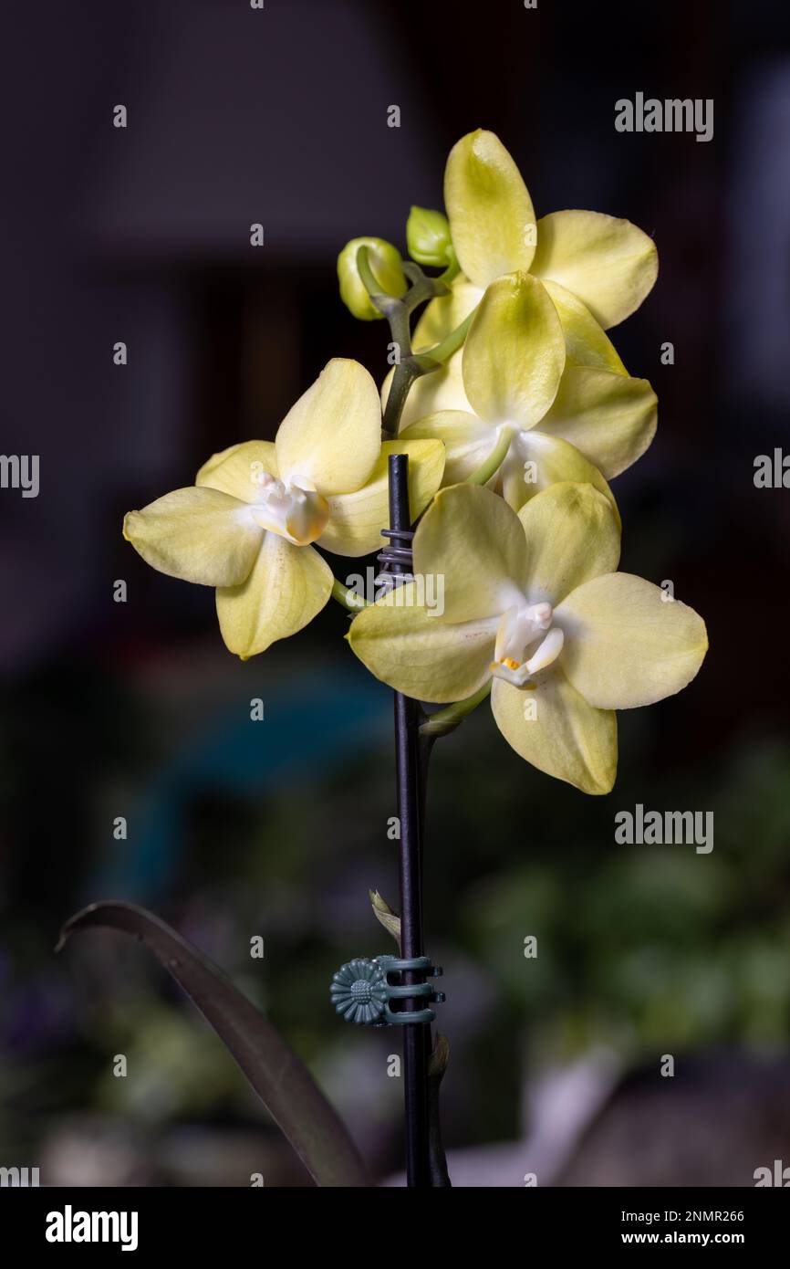 Full frame macro abstract cutout view of yellow moth orchid (phalaenopsis) flowers in a bouquet, with dark defocused background Stock Photo