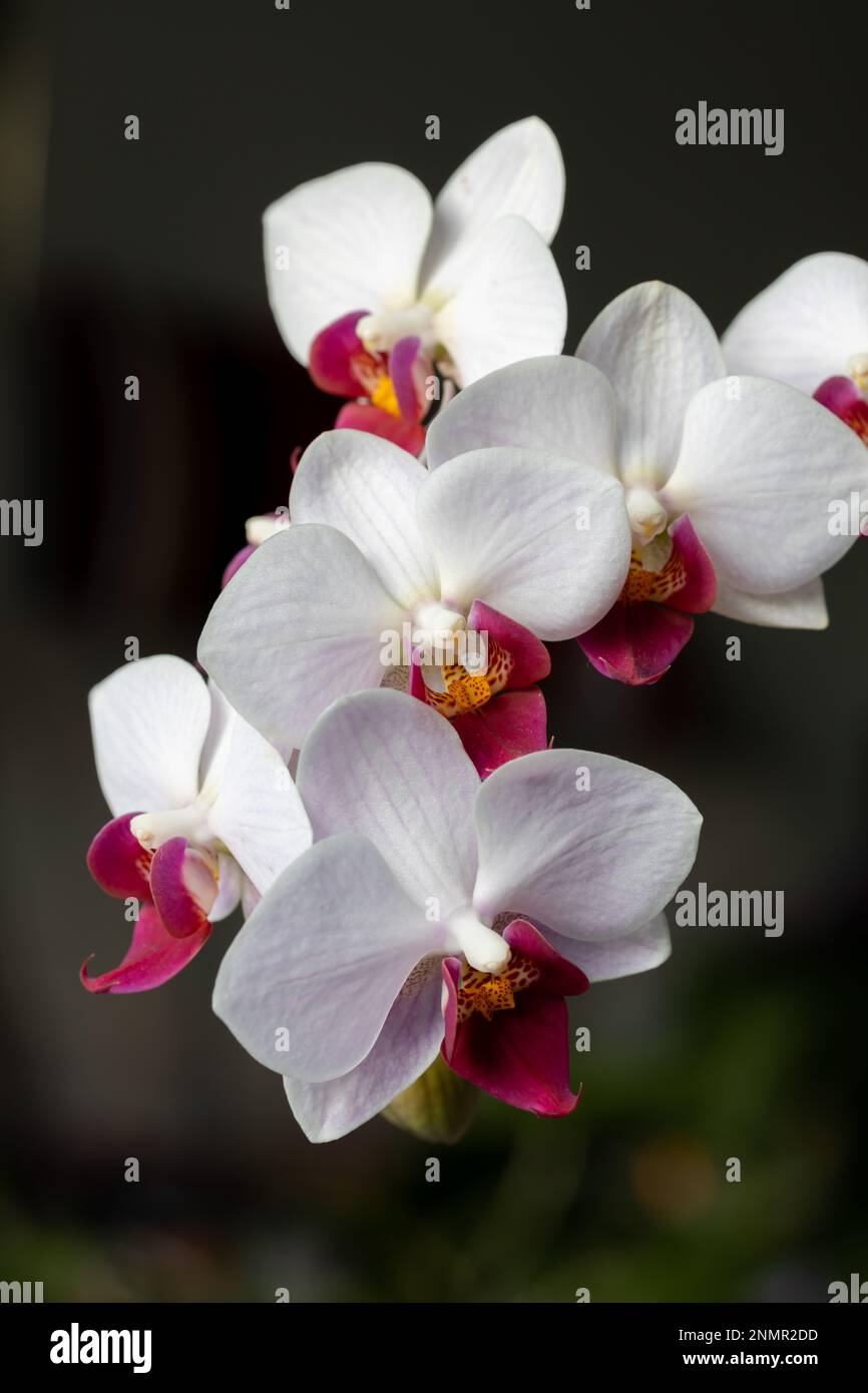 Full frame macro abstract of beautiful red and white moth orchid (phalaenopsis) flowers in a bouquet arrangement, with dark defocused background Stock Photo