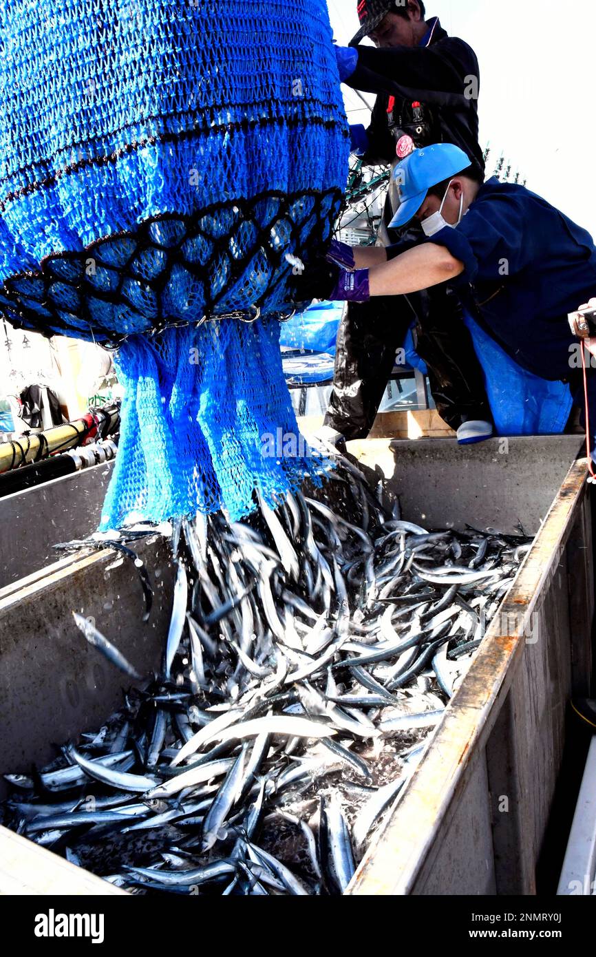 Fishermen land first catch of saury at Hanasaki Port, Nemuro, Hokkaido
