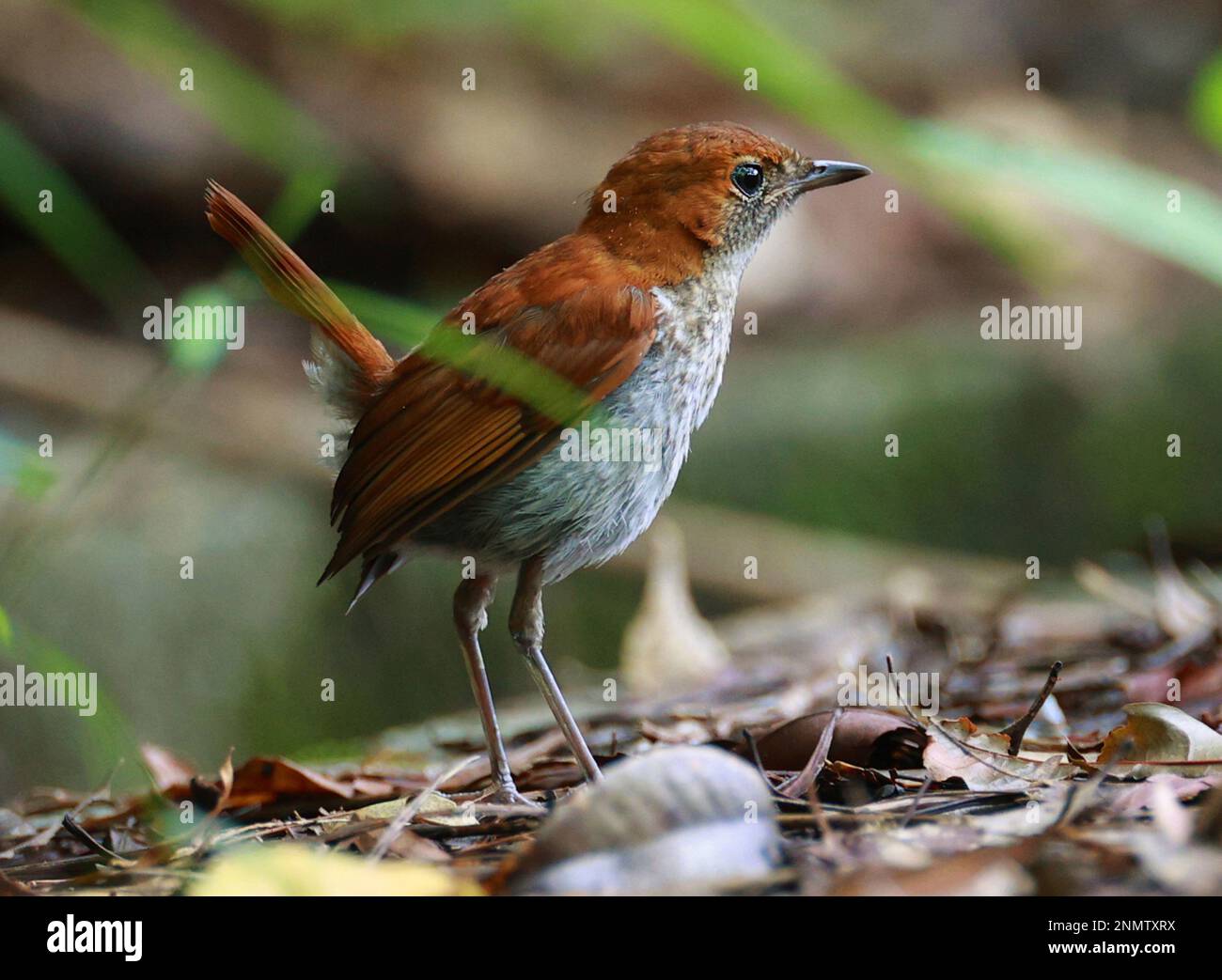 The Ryukyu robin (Erithacus komadori komadori) which is endemic to the ...