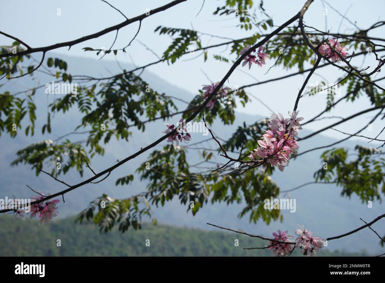 flower of pink shower wishing tree. Cassia Bakeriana Stock Photo - Alamy