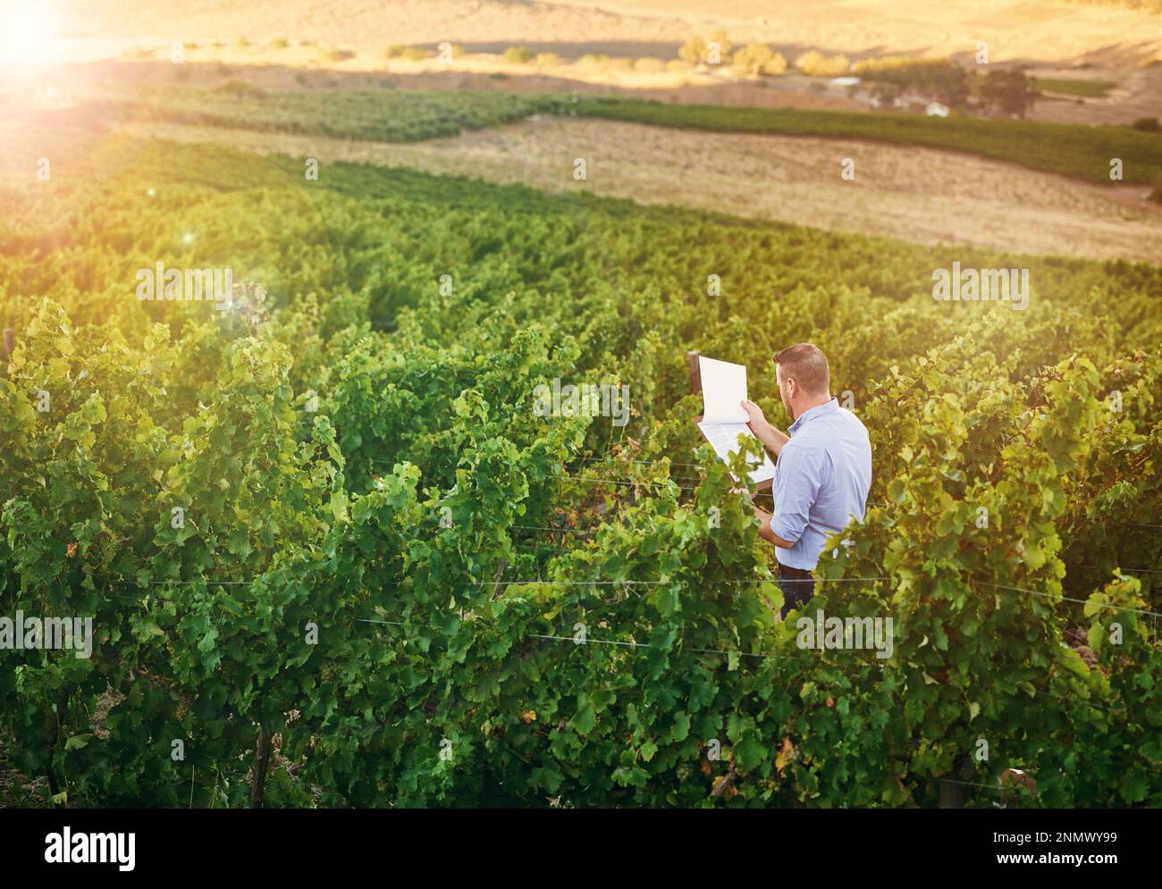 Keeping track of his grape vines progress. a farmer out on his rounds in his vineyard. Stock Photo