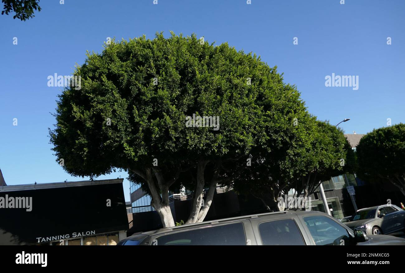 Beverly Hills, California, USA 15th February 2023 Ficus Trees being cut