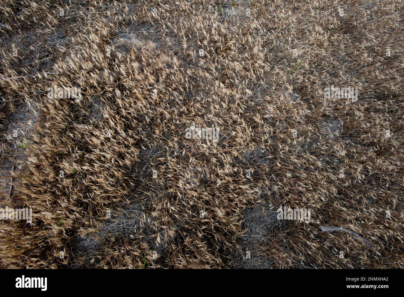 Cheatgrass (Bromus tectorum); SW Idaho Stock Photo