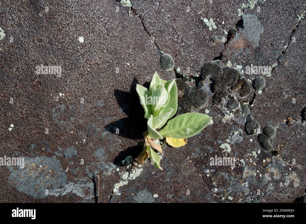 Young wooly mullein (Verbascum thapsus) growing in crack in a basalt boulder in SW Idaho Stock Photo