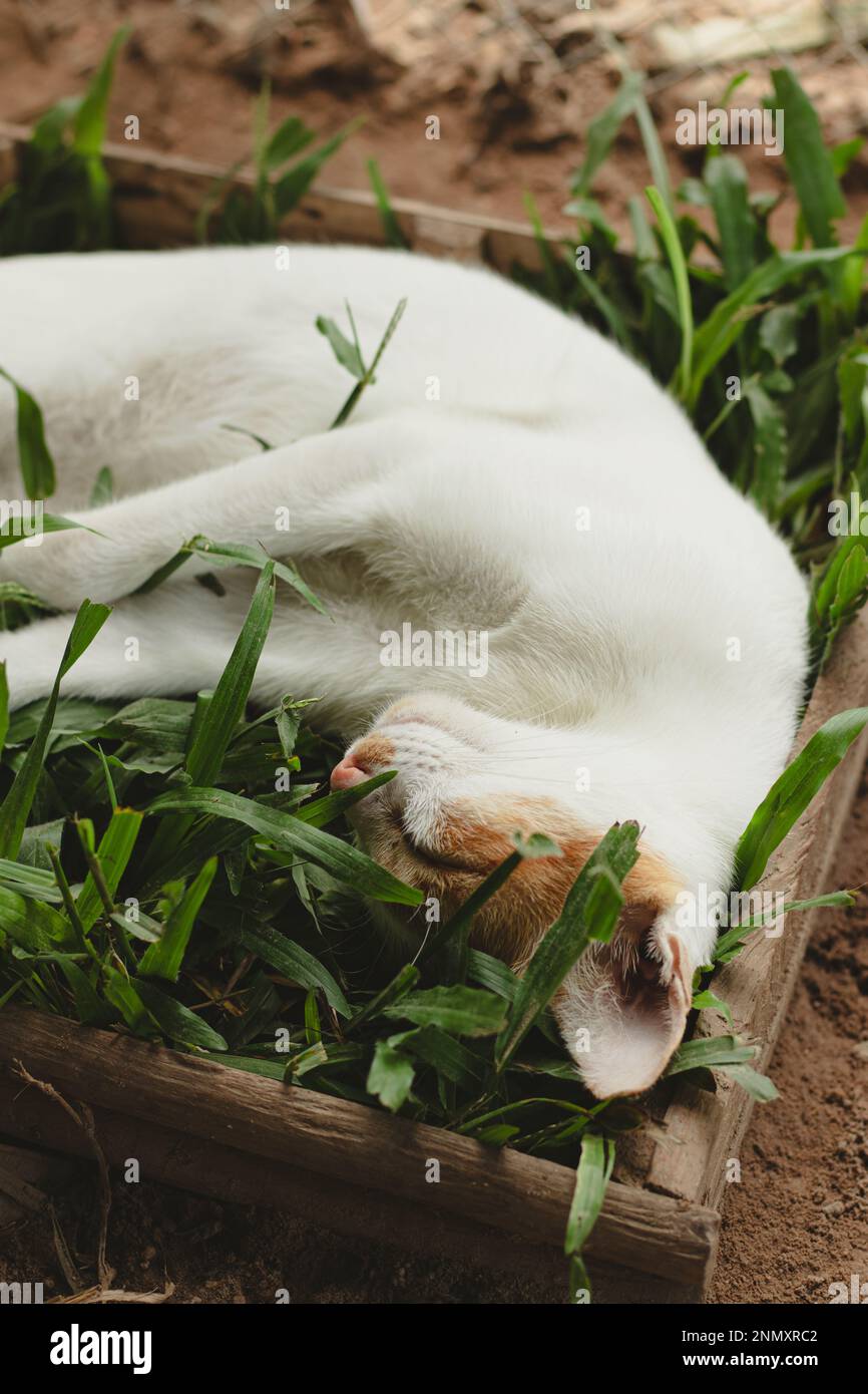 Vertical shot of a ginger barn cat sleeping comfortably on a box of grass showing the candid authentic moment of a simple sustainable rural life Stock Photo