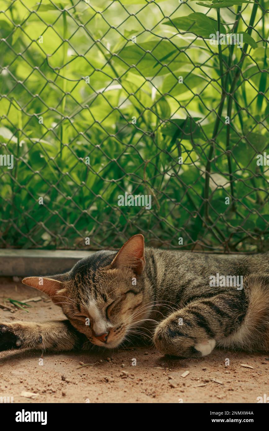 Vertical shot of a barn cat sleeping, showing the candid authentic moment of a simple sustainable rural life and springtime Stock Photo
