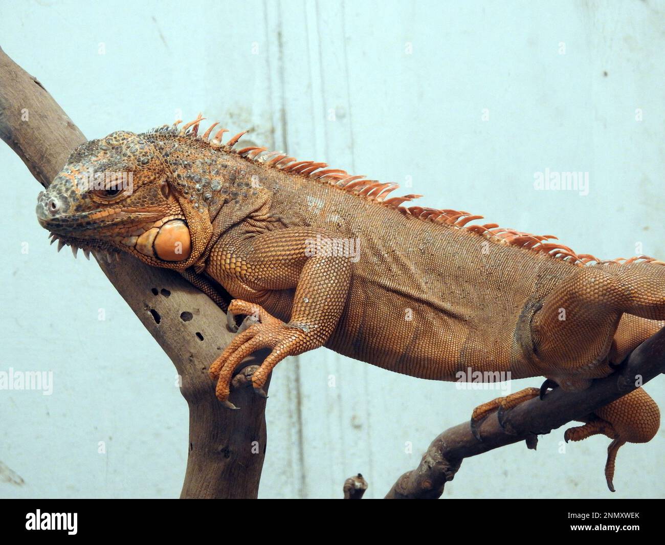 The green iguana, also known as the American iguana or the common green