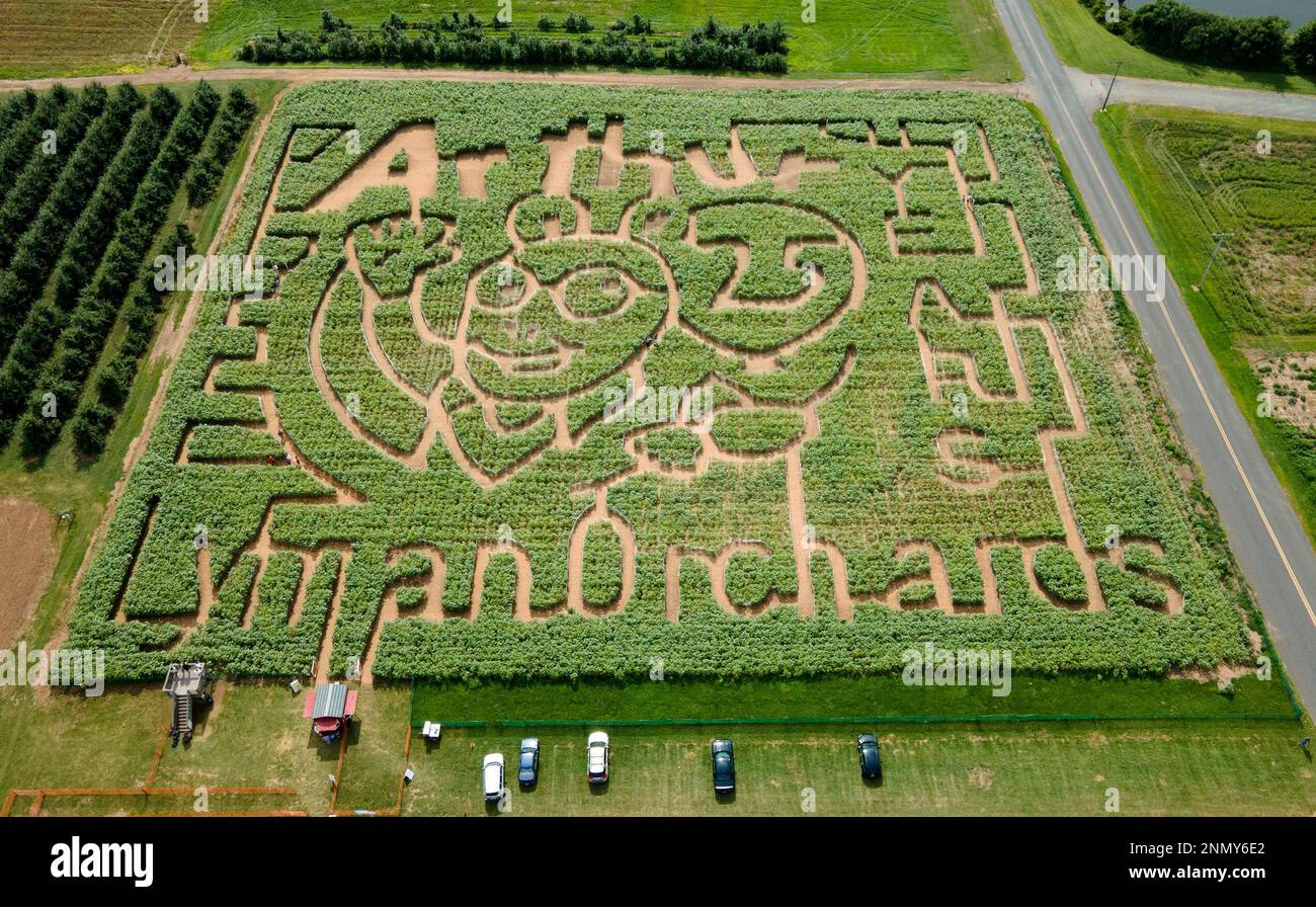 The sunflower maze is shown at Lyman Orchards in Middlefield, Conn., Tuesday, Aug. 3, 2021. This