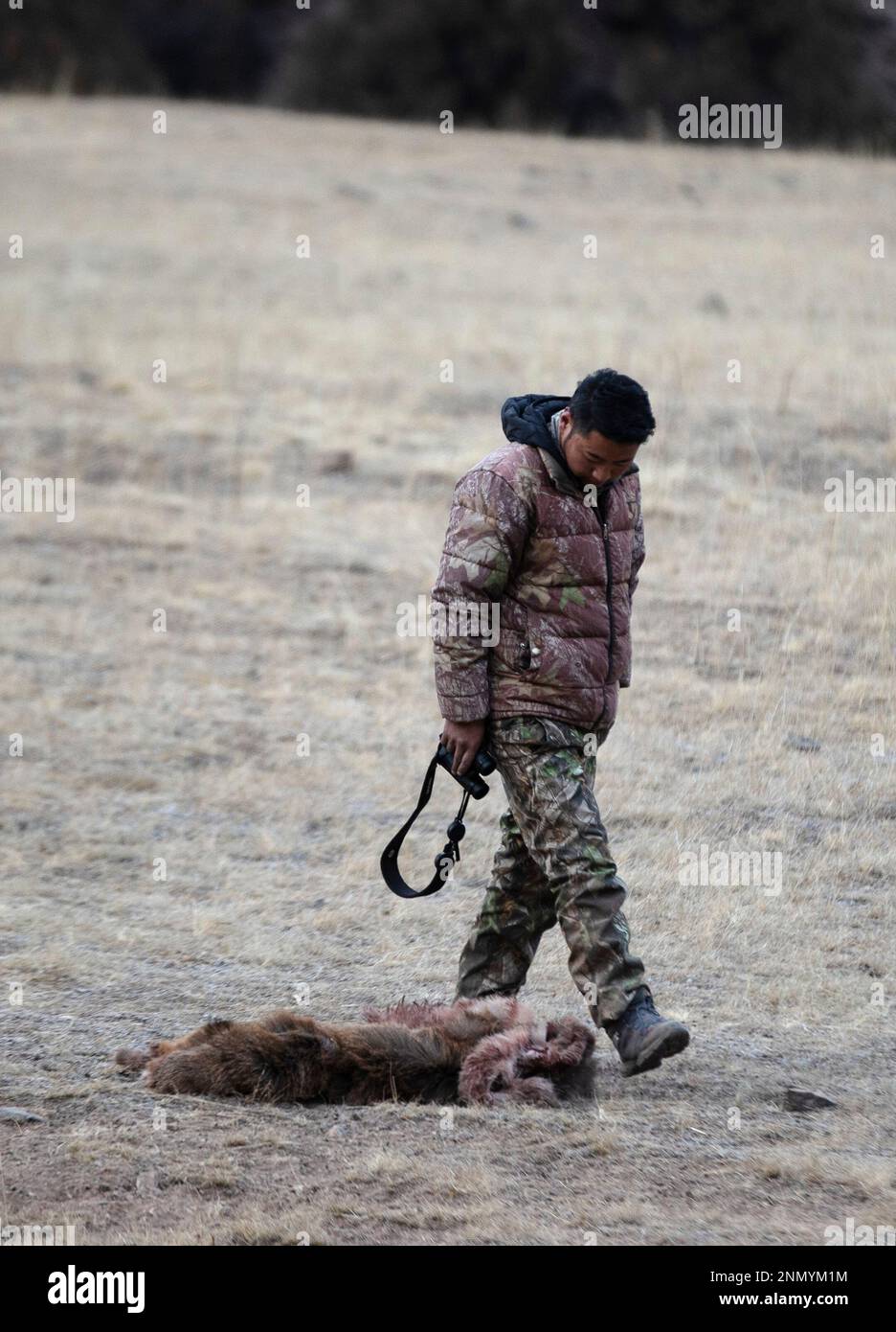 (230225) -- YUSHU, Feb. 25, 2023 (Xinhua) -- Gecho Chopee checks out a white-lipped deer that has been recently hunted at the Angsai Canyon in Angsai Township of Zaduo County, Yushu Tibetan Autonomous Prefecture, northwest China's Qinghai Province, Feb. 21, 2023. Gecho Chopee is an ecological ranger of Sanjiangyuan National Park. He is responsible for patrolling a section of the Angsai Canyon in Qinghai Province.   The unique climatic and geographical conditions have created a diverse ecosystem in the Angsai Canyon and made it a good habitat for a number of rare species such as snow leopards, Stock Photo