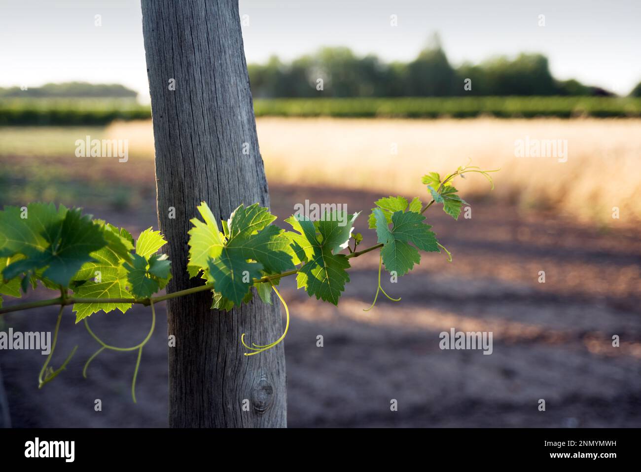 Vine against yellow field Stock Photo Alamy