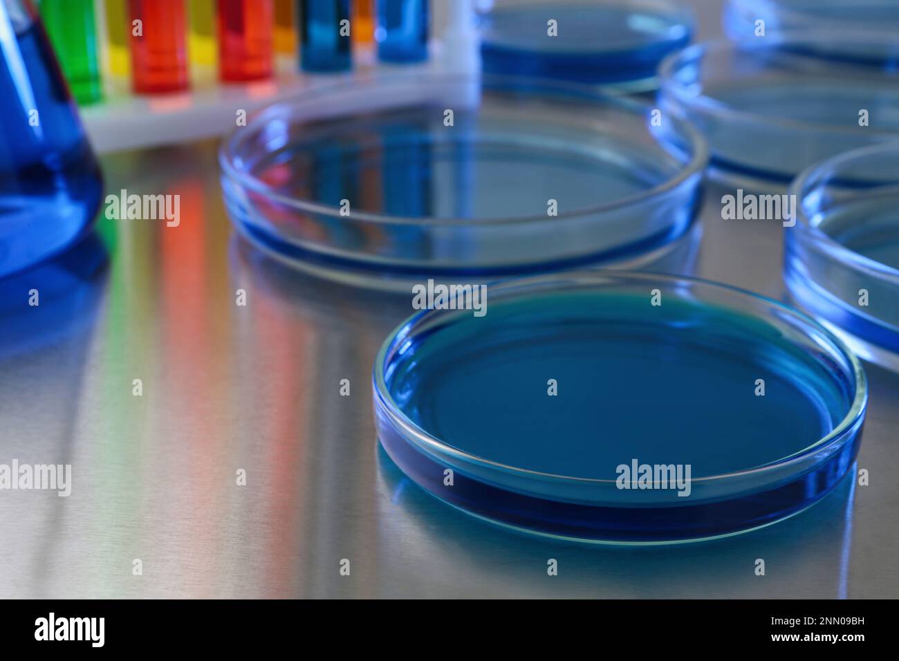 Petri dish with blue liquid on grey table in laboratory, closeup. Space ...