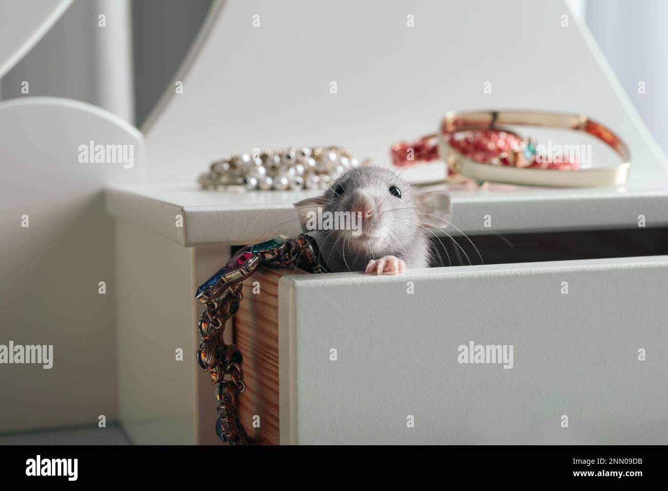 Cute small rat with jewelry in chest of drawers Stock Photo