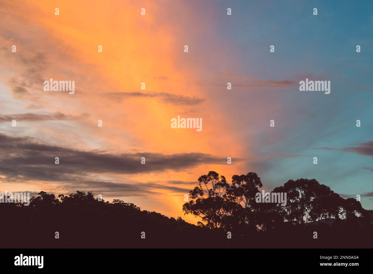autumn sunset sky with orange beautiful clouds over the hills of Tasmania with eucalyptus gum trees silhouettes Stock Photo