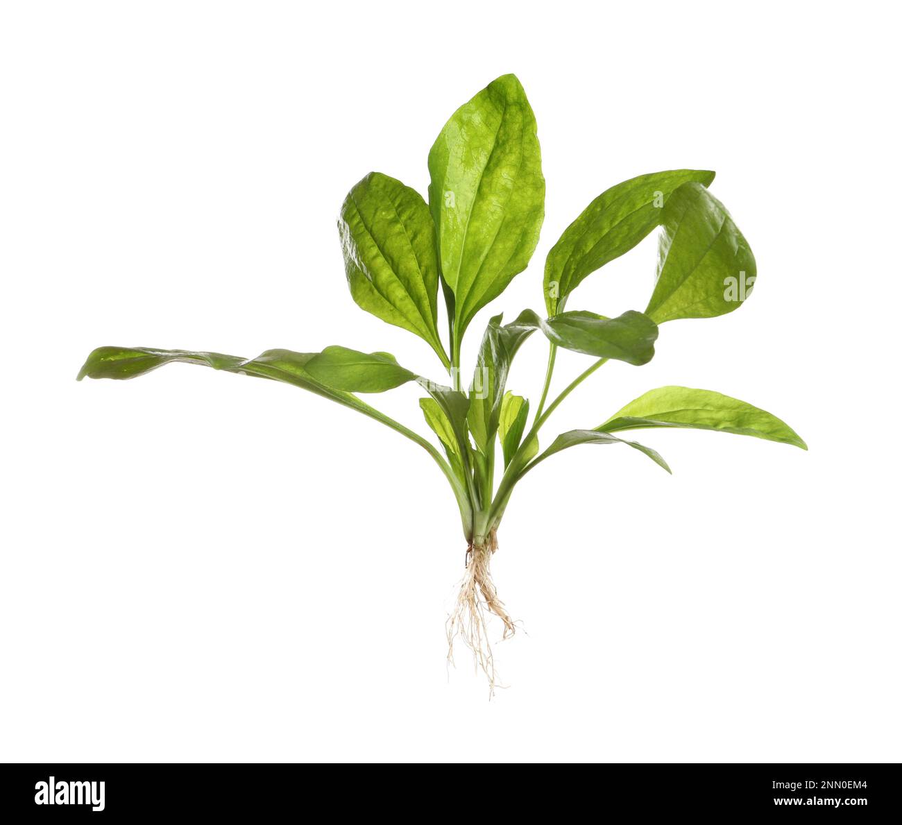 Broadleaf plantain on white background. Medicinal herb Stock Photo