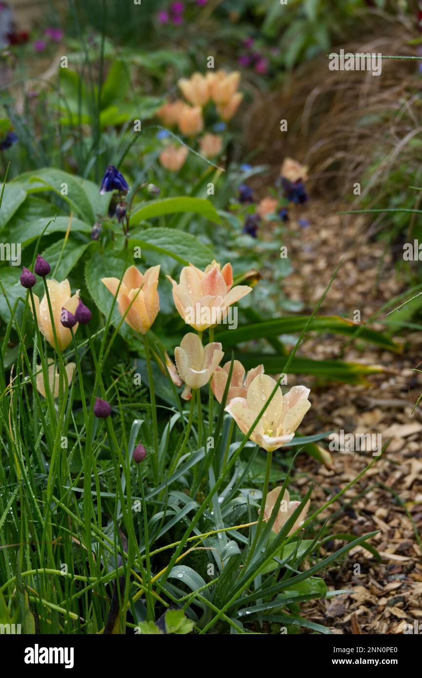 spring flowers of species tulip, Tulipa batalinii 'Apricot Jewel' in UK cottage garden May Stock Photo