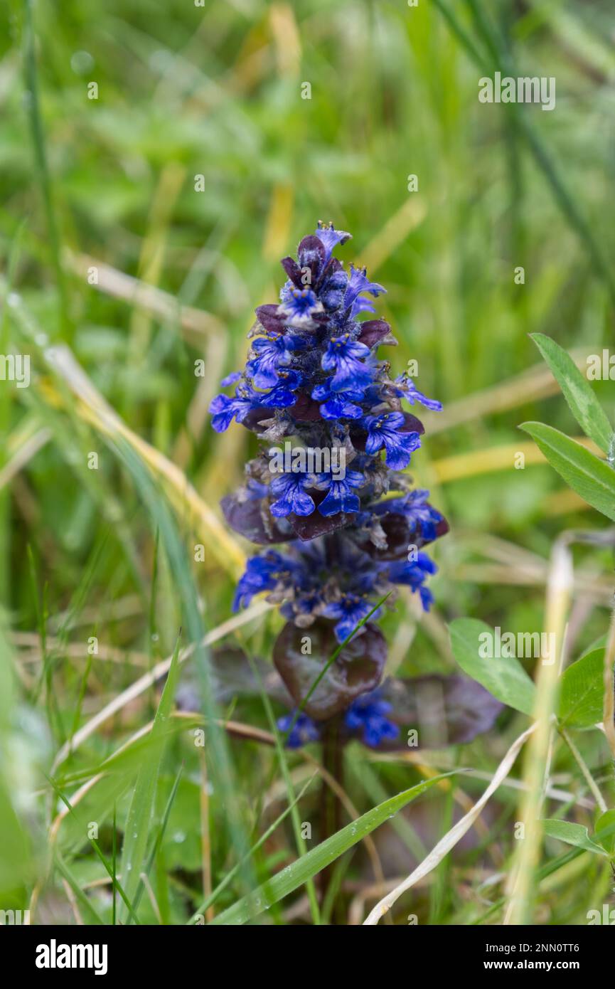 Blue spring flowers of Ajuga reptans, aso known as Bugle, growing in UK meadow May Stock Photo