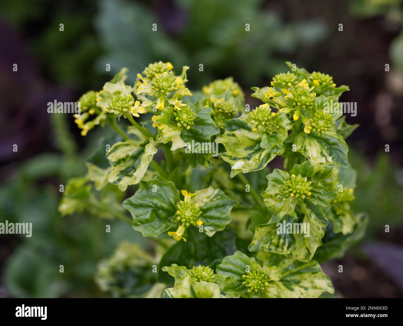 Green and yellow leaves and flower buds of variegated land cress, Barbarea vulgaris 'Variegata' UK May Stock Photo