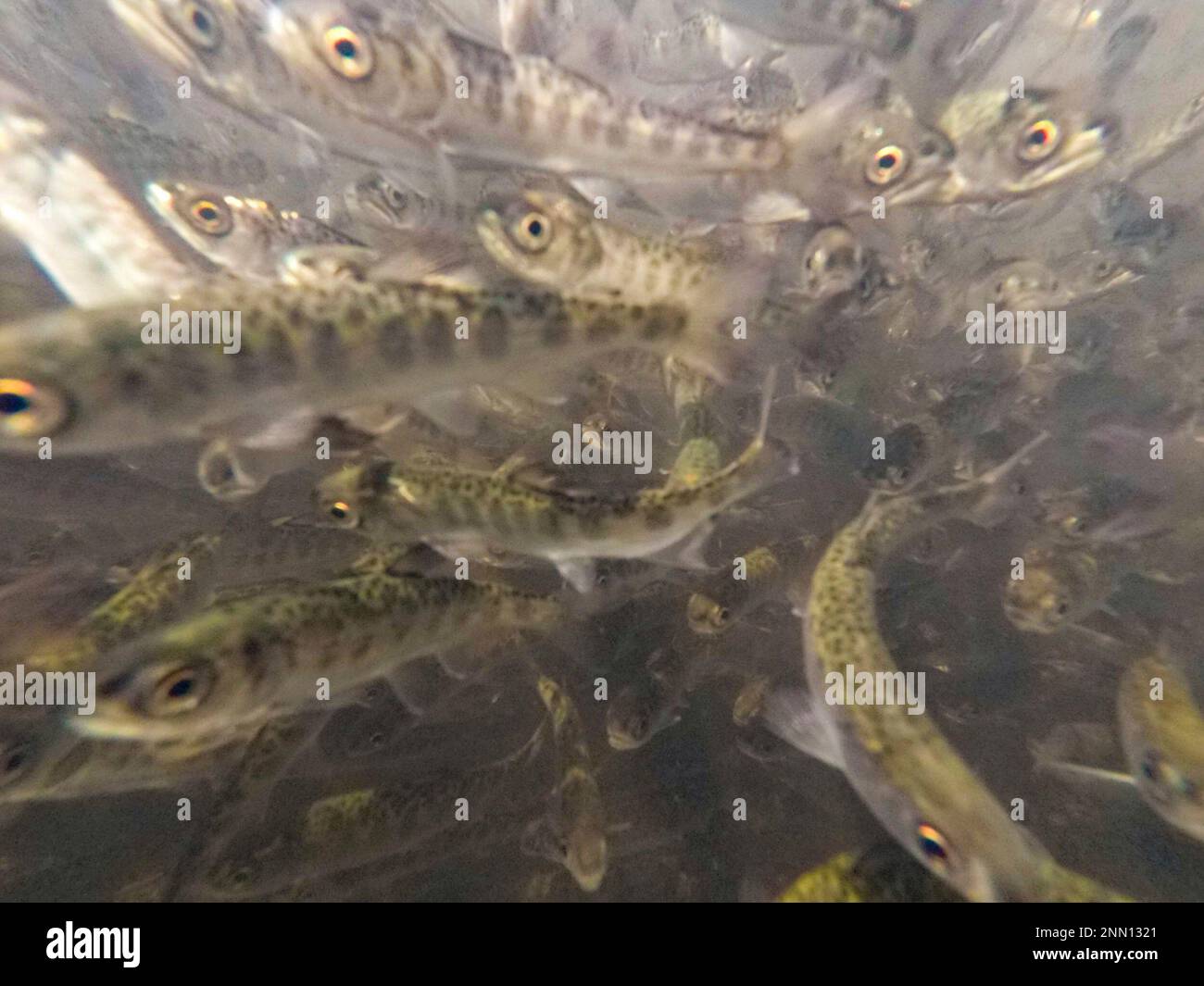 In this photo provided by the California Department of Fish and