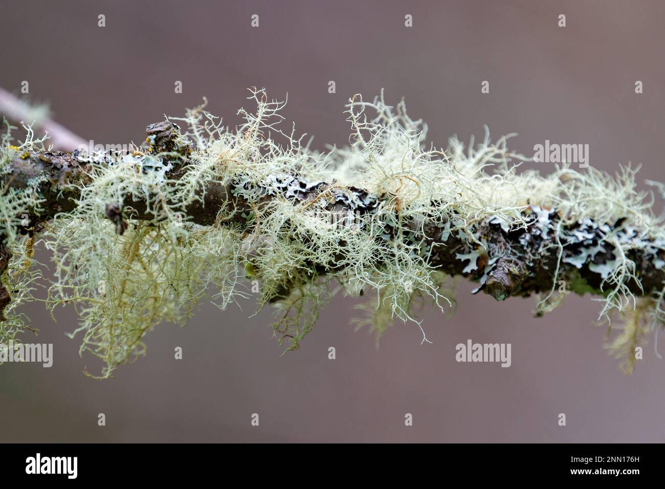 A closeup of usnea barbata and moss growing on a tree branch Stock Photo