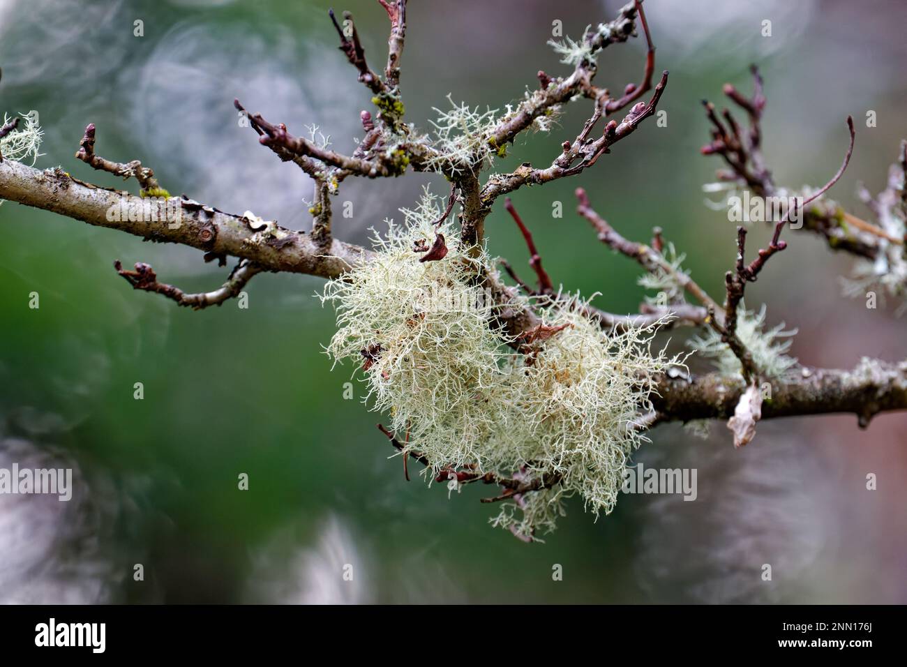 A closeup of usnea barbata and moss growing on a tree branch Stock Photo