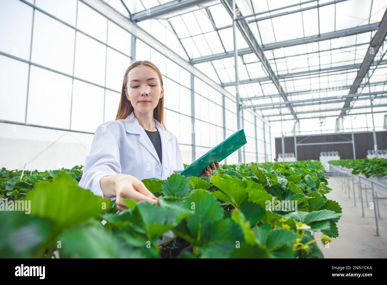 scientist working in indoor organic strawberry agriculture farm nursery plant species for medical research. Stock Photo