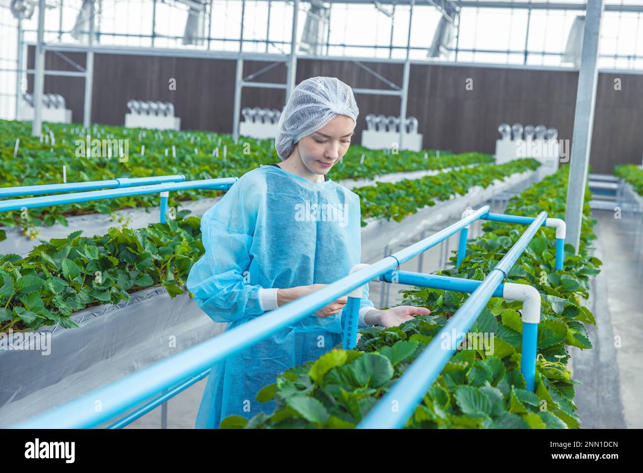 scientist working in organic agriculture farm research new chemical formula extract from plant for medical concept. Stock Photo