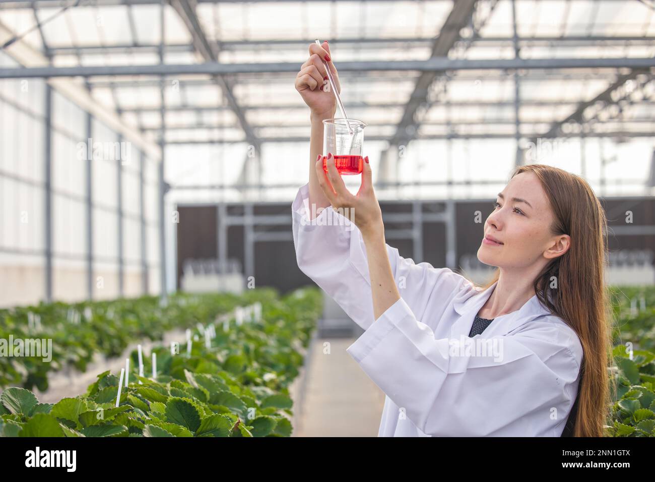 scientist working in organic agriculture farm research new chemical formula extract from plant for medical concept. Stock Photo