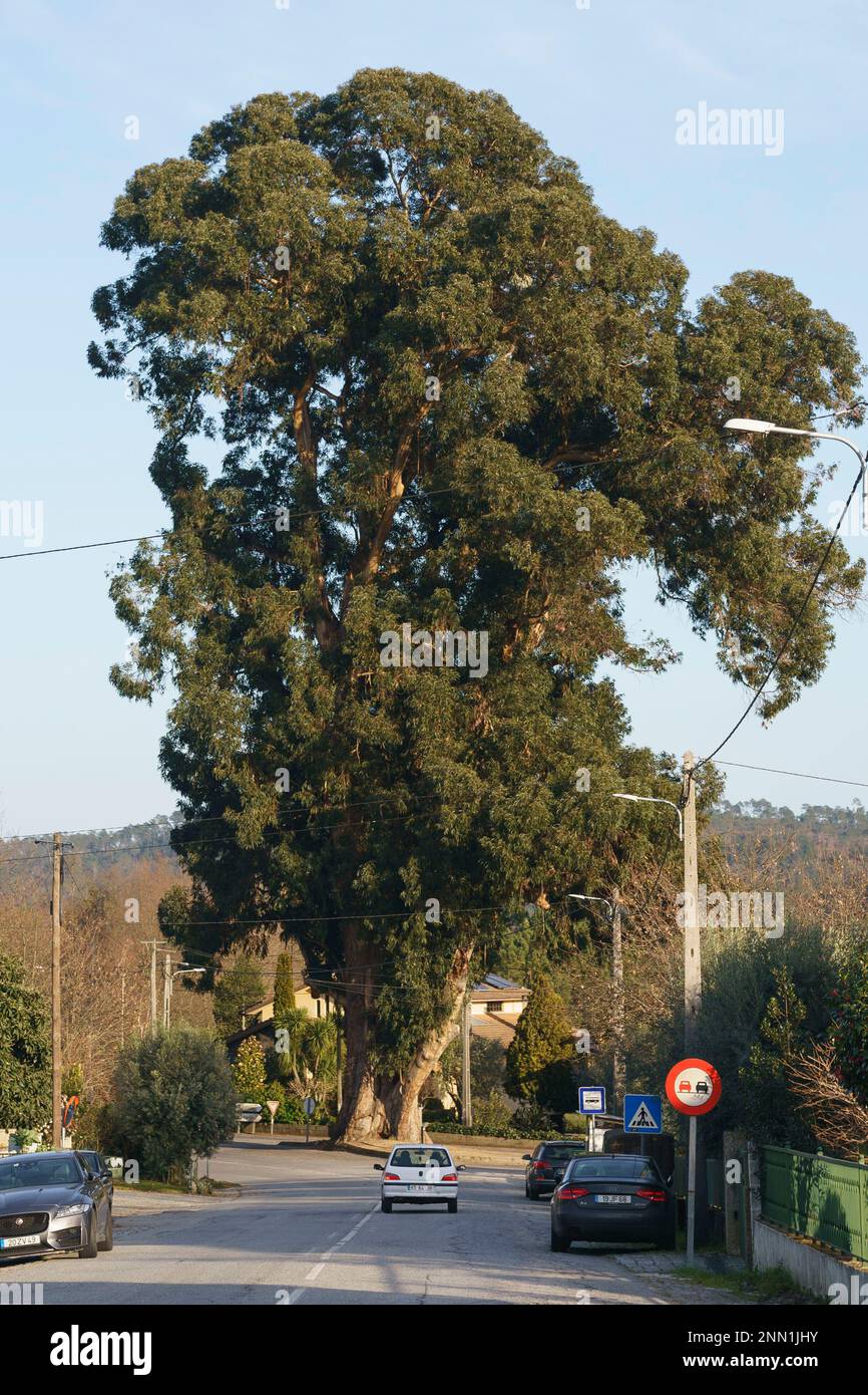 Eucalipto de Contige - a 43 meter (141 ft) tall eucalyptus tree in central Portugal that won best portuguese tree in 2023 Stock Photo