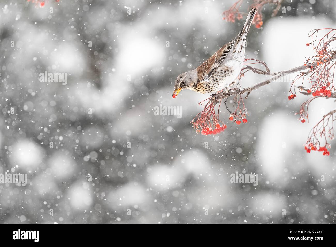 With a rowan berry in the beak, fine art portrait of Fieldfare (Turdus pilaris) Stock Photo