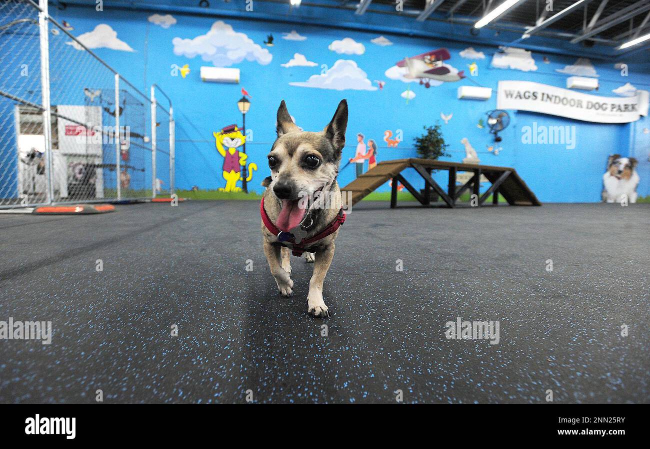 Pepper a Chihuahua mix, struts around the new Wags Indoor Dog Park