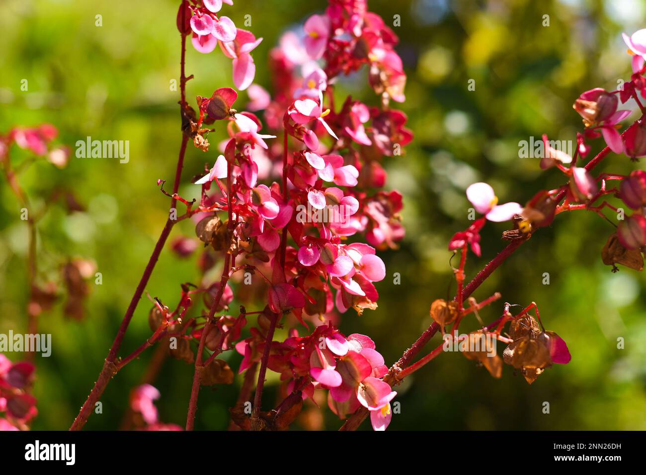 Begonia grandis flowers growing in Vietnam Stock Photo