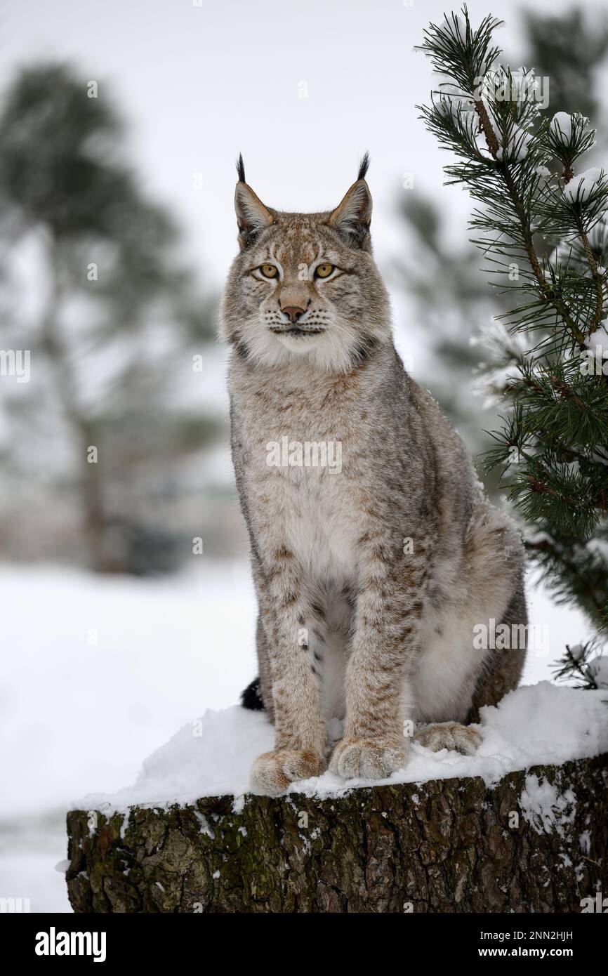 The lynx sat on the lookout and looks around. Stock Photo