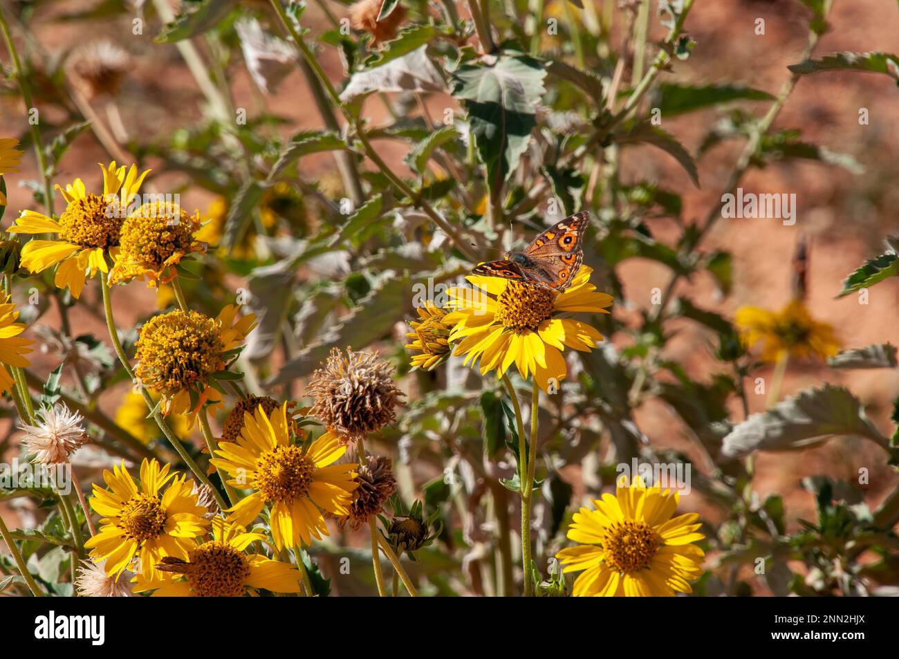 Pooncarie Australia, native meadow argus butterfly perched on yellow wildflowers Stock Photo
