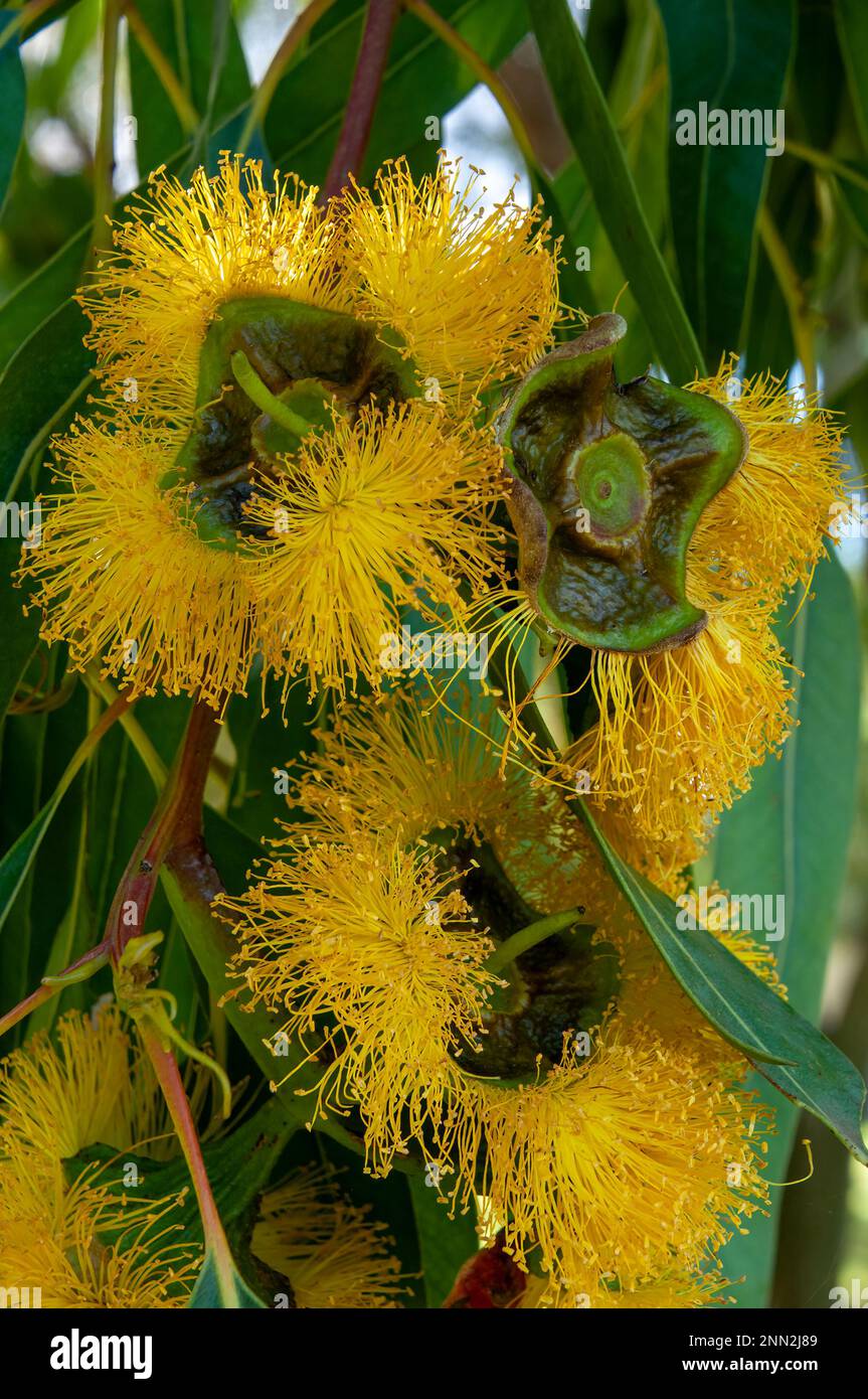 Pooncarie Australia, grouping of  bright yellow flowers of a eucalyptus erythrocorys Stock Photo