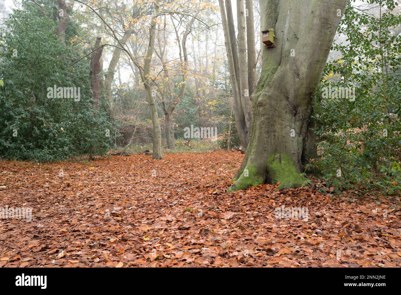 Heavy leaf fall during mid winter as seen in this isolated, English woodland. Stock Photo
