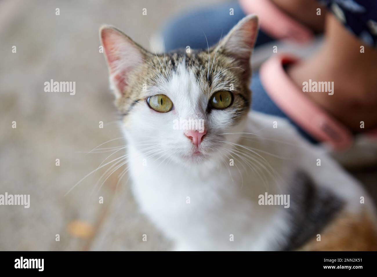 Portrait of cute cat looking at camera Stock Photo - Alamy