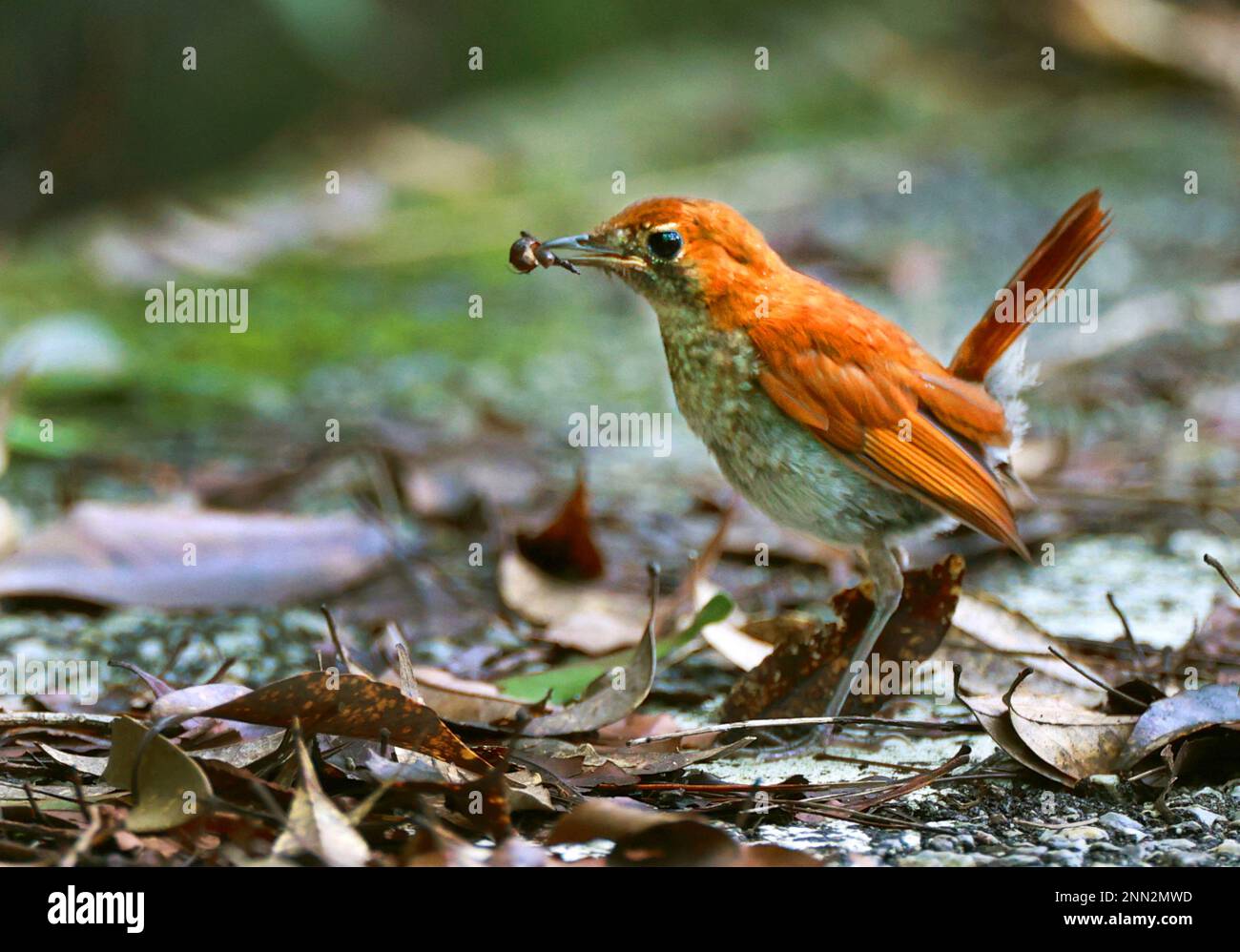 The Ryukyu Robin Erithacus Komadori Komadori Which Is Endemic To The the-ryukyu-robin-erithacus-komadori-komadori-which-is-endemic-to-the