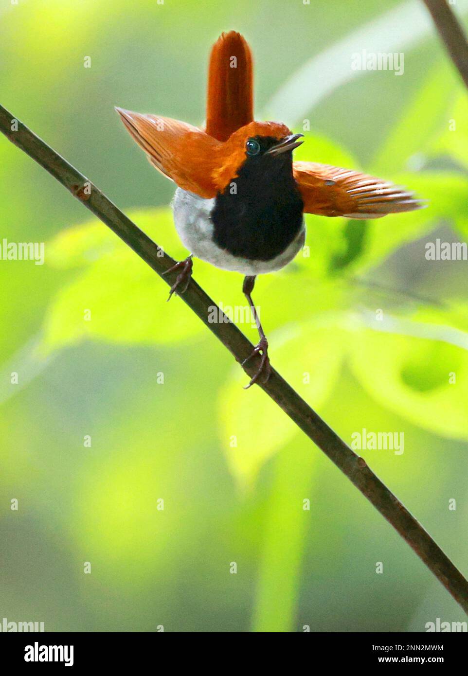 The Ryukyu robin (Erithacus komadori namiyei) which is endemic to a ...