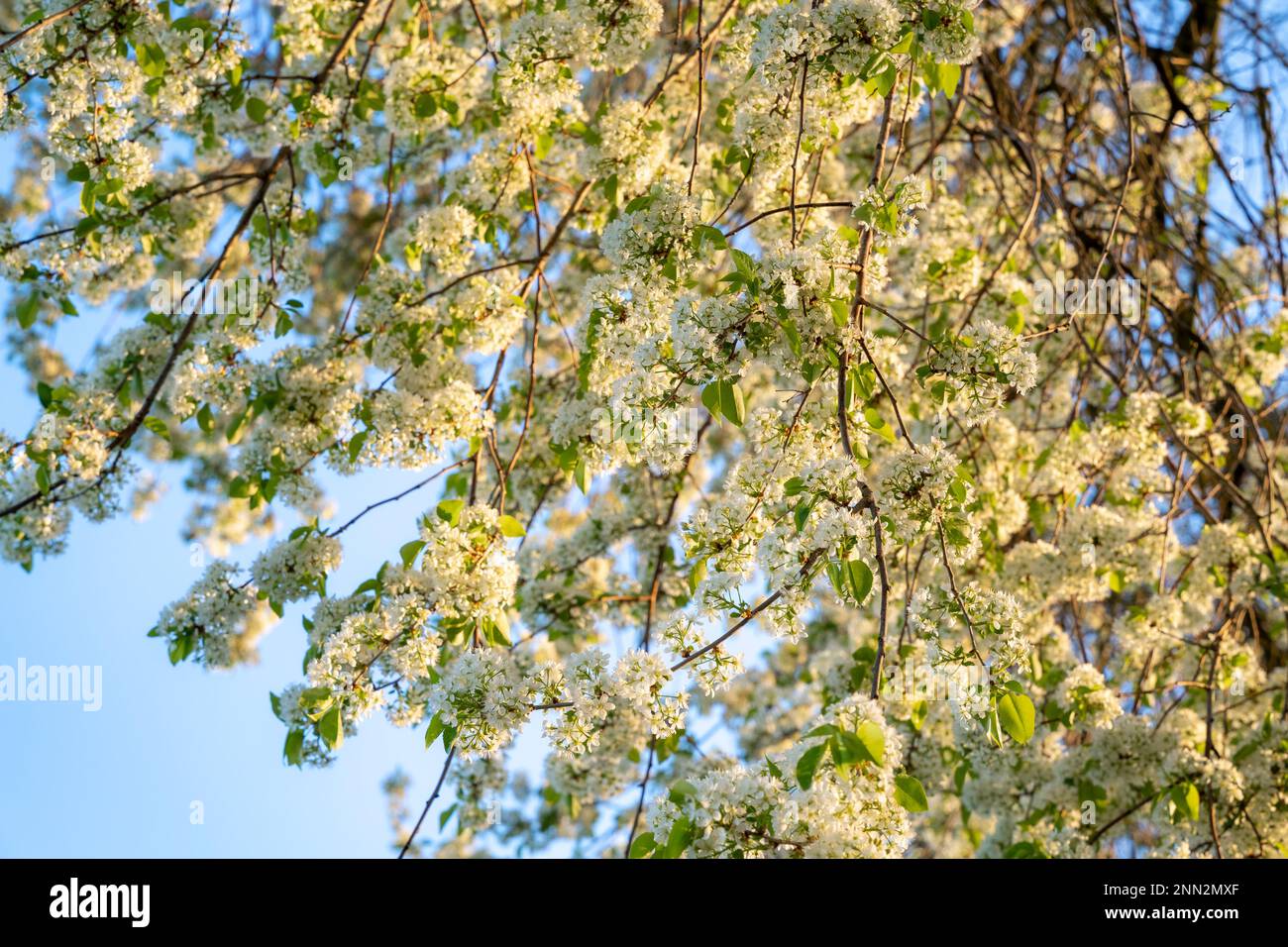 White blooming branches of a Mahaleb cherry (Prunus mahaleb) in spring. Golden hour. Stock Photo